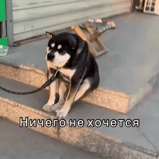 😞 Ничего не хочется собака, грустный, уставший, сидящий, лестница, животное, питомец telegram sticker