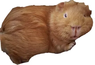 😗 Cavia, Dier, Huisdier, Knaagdier telegram sticker