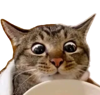 😻 kot, zwierzę, zwierzę domowe, śmieszne, mem, słodkie telegram sticker