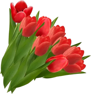 🌷 tulpen, blumen, rot, strauß, frühling, floral whatsapp sticker