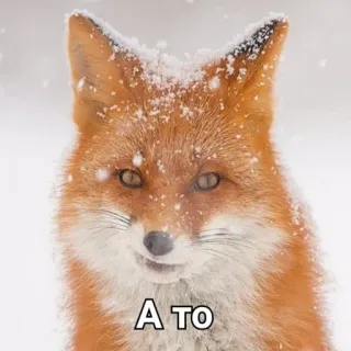 😉 А то raposa, neve, animal, inverno, russo telegram sticker