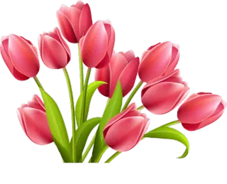 🌷 Blumen, Tulpen, Natur, Strauß, Frühling, Blumenmuster whatsapp sticker