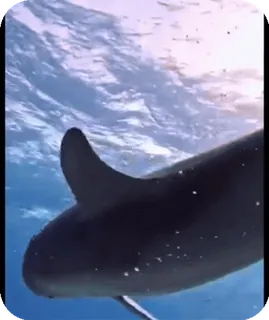 🌟 ballena, mar, océano, animal, mamífero whatsapp sticker