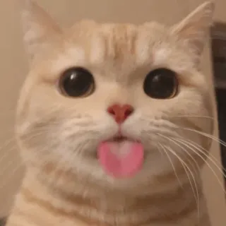 😀 gato, animal, lindo, lengua, mascota whatsapp sticker