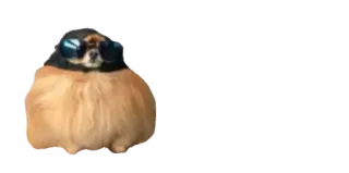 😎 dog, sunglasses, animal, pet, funny telegram sticker