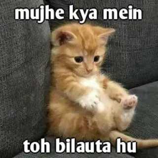 😌 mujhe kya mein toh bilauta hu 고양이, 새끼 고양이, 웃긴, 밈, 슬픈, 귀여운 telegram sticker