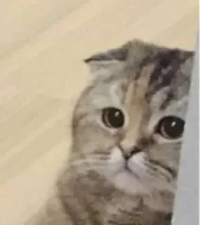🥺 แมว, น่ารัก, สัตว์, สัตว์เลี้ยง, สติกเกอร์ telegram sticker