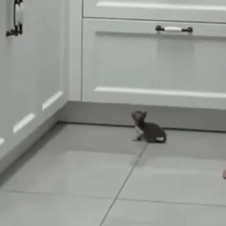 👀 kitten, cat, animal, pet, indoors, tile floor whatsapp sticker