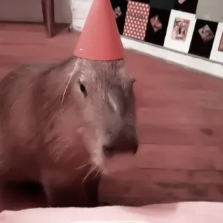 🪵 capivara, chapéu de festa, animal, roedor, fofo telegram sticker