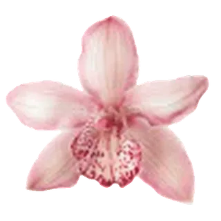 🌺