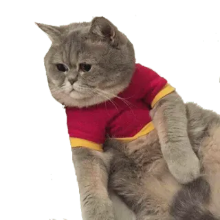 ☹ cat, animal, pet, shirt, cute telegram sticker