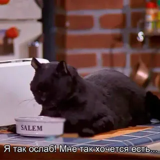 🌭 Salem Я так ослаб! Мне так хочется есть... cat, pet, russian, cartoon telegram sticker