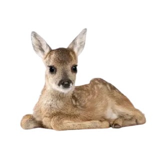 🌳 사슴, 동물, 새끼 사슴, 귀여운, 야생 동물 telegram sticker