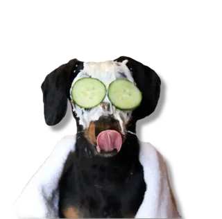 💆‍♂️ dog, spa, cucumber, animal, pet whatsapp sticker