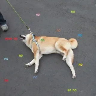 😭 no, wow oh, so no chien, mème, drôle, animal, shiba inu, têtu whatsapp sticker