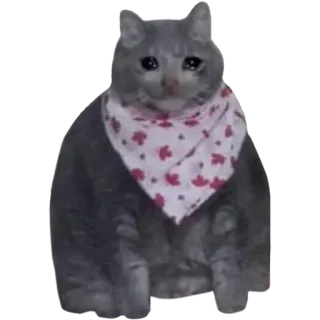 😭 แมว, เศร้า, ร้องไห้, ผ้าพันคอ, แมวสีเทา telegram sticker