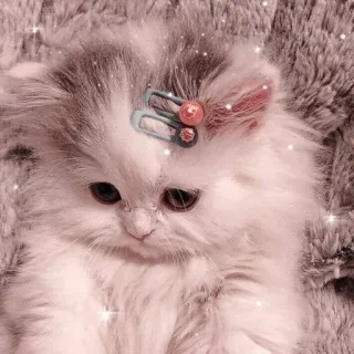 🥰 кот, котенок, милый, животное, питомец, пушистый, заколка для волос telegram sticker