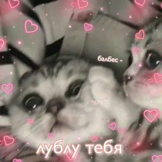 🩹 балбес - 
люблю тебя Katzen, Liebe, Süß, Herzen, Tiere whatsapp sticker