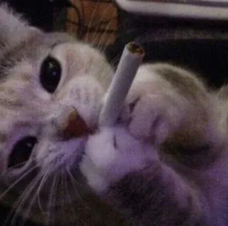 🍥 gato, dedo do meio, cigarro, animal, animal de estimação, rude telegram sticker