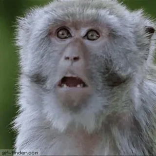 🌟 monkey, shocked, ape, animal, mammal, surprise telegram sticker