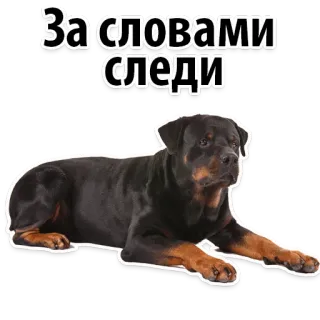 😡 За словами следи dog, rottweiler, pet, animal, russian, phrase telegram sticker
