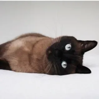 🙃 кот, животное, питомец, сиамский кот telegram sticker