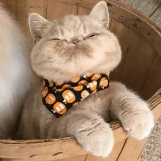 🐱 kucing, binatang, labu, halloween, lucu, hewan peliharaan telegram sticker