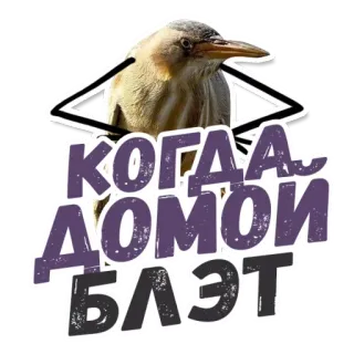 👉 КОГДА ДОМОЙ БЛЭТ 鸟, 文字, 贴纸, 俄语 telegram sticker