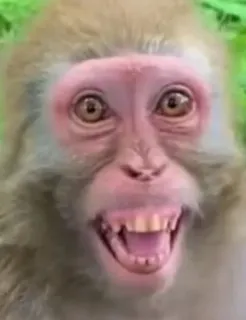 😀 aap, dier, primaat, grappig, meme, mensaap whatsapp sticker