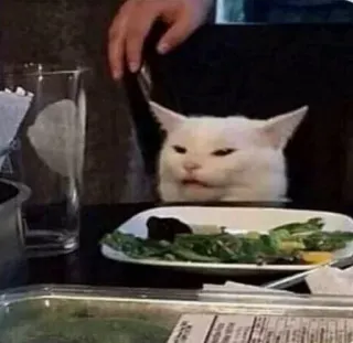😑 cat, meme, white cat, disappointed cat, dinner, animal, funny telegram sticker