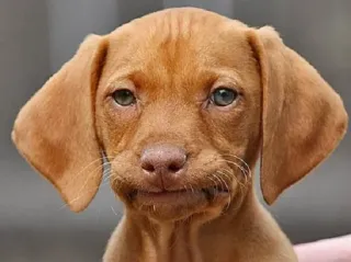 😕 Hund, Welpe, süß, Vizsla, Tier, Haustier telegram sticker