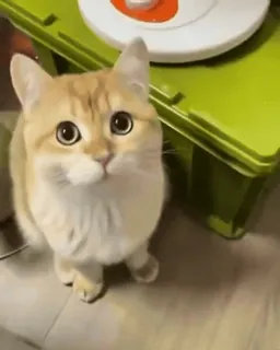 ๐คฌ gatto, carino, animale, animale domestico, gattino, domestico, adorabile telegram sticker