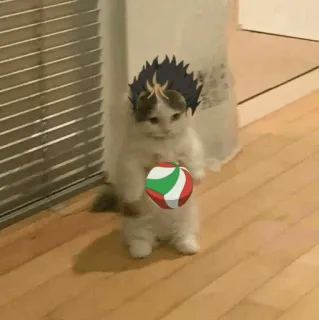 🐈 Nishinoya Yuu Haikyuu!! gato, vôlei, anime, haikyuu, nishinoya, esportes telegram sticker