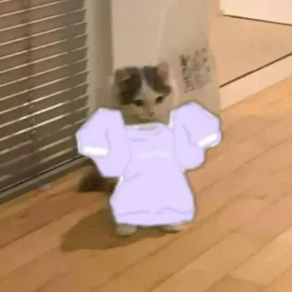 🍋 gatto, gattino, vestito, carino, animale whatsapp sticker