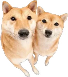 😑 cane, shiba inu, carino, animale, animale domestico, cucciolo, cani telegram sticker