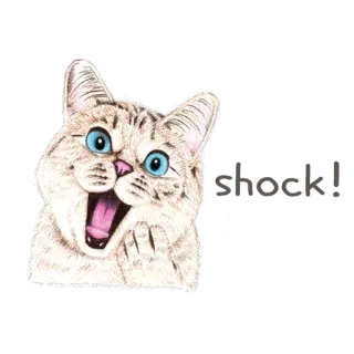🙀 고양이, 동물, 웃긴, 제스처, 가운데 손가락 telegram sticker