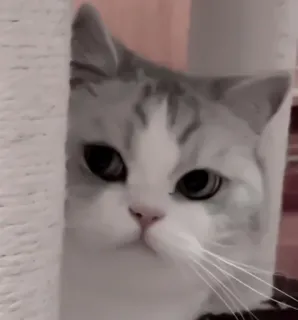 🐾 gato, animal, mascota, gatito, animal doméstico telegram sticker