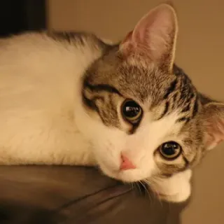 ☹️ Katze, Kätzchen, Tier, Haustier, Hauskatze, süß, Katzenartig telegram sticker