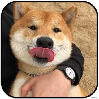 😴 dog, shiba inu, cute, animal, tongue, pet telegram sticker