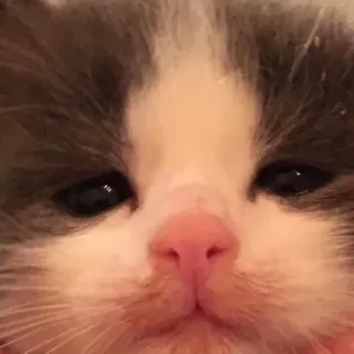 🥺 cat, kitten, cute, pet, animal, domestic whatsapp sticker