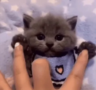 😏 кошка, котёнок, милый, животное, питомец, сладкий whatsapp sticker