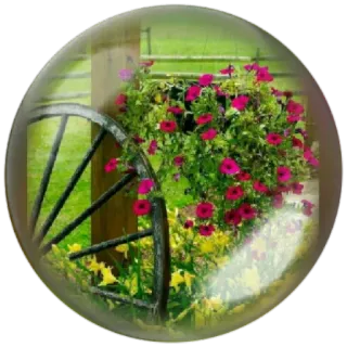 😊 Blumen, Garten, Rad, Petunien, Blase, Natur whatsapp sticker