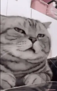 💀 猫, 搞笑, 表情包, 动物, 宠物, 家畜 whatsapp sticker