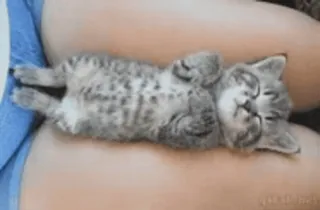 💞 小猫, 猫, 睡觉, 可爱, 动物 telegram sticker
