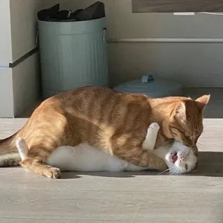 🫂 고양이, 싸움, 동물, 장난기, 애완, 주황색, 흰색 telegram sticker