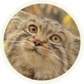 😐 кот, животное, млекопитающее, кошачий, милый, портрет, дикая природа telegram sticker
