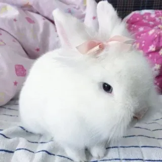 🌟 bunny, rabbit, animal, cute, white, pet whatsapp sticker