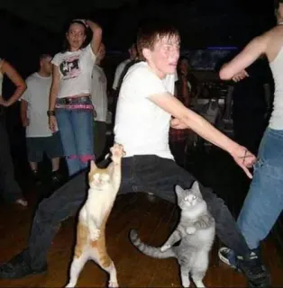 😹 gatti, ballare, festa, divertente, animali telegram sticker