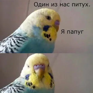 🐓 Один из нас питух.
Я папуг vogel, papegaai, meme, grappig, tekst telegram sticker