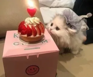 🎂 猫, 子猫, ケーキ, 誕生日, 可愛い, いちご, ペット, 動物 whatsapp sticker